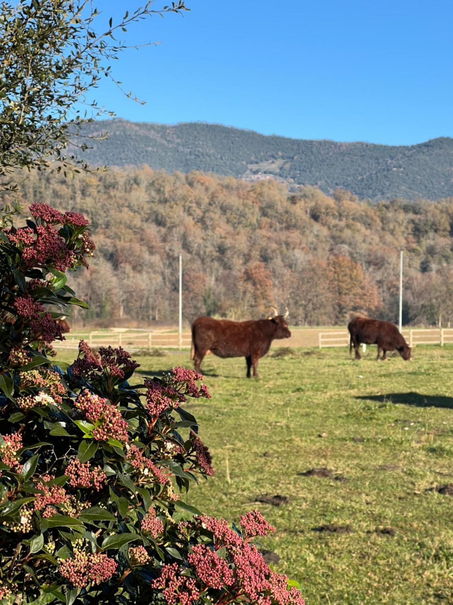Masia Quelet La Vall de Bianya Exterior foto